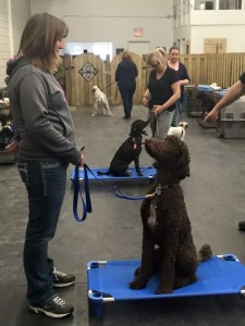 Effective Training Techniques: Unlocking Your Dog's Full Potential