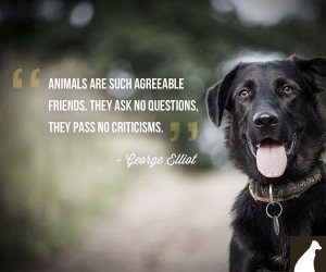 1939783675-no-judgement-from-dog-quote