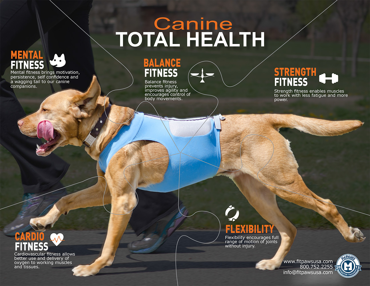 Fit Facts on Exercise and Dogs