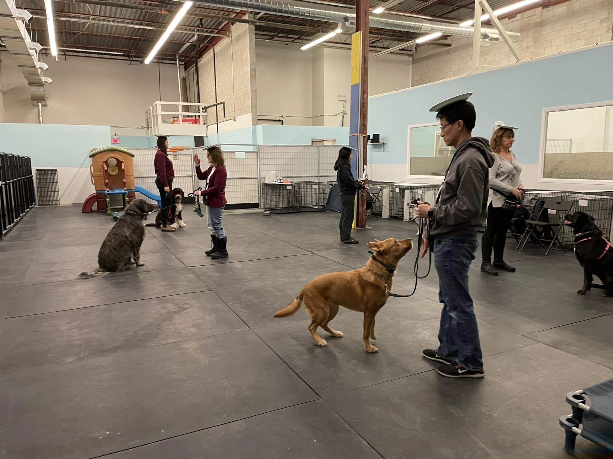 Doggy daycare online obedience class