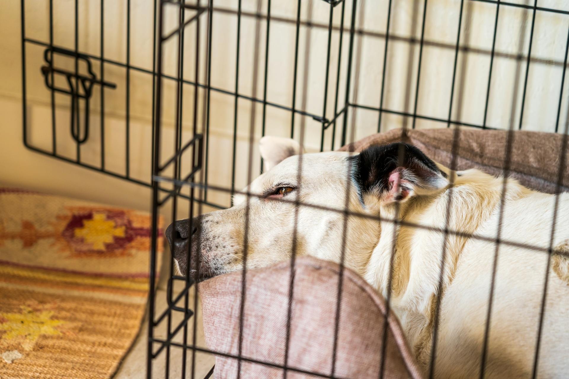 Why Crate Training is Essential for Every Dog The Dog Stop