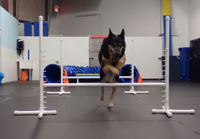 Fun Agility Training - THE DOG STOP™