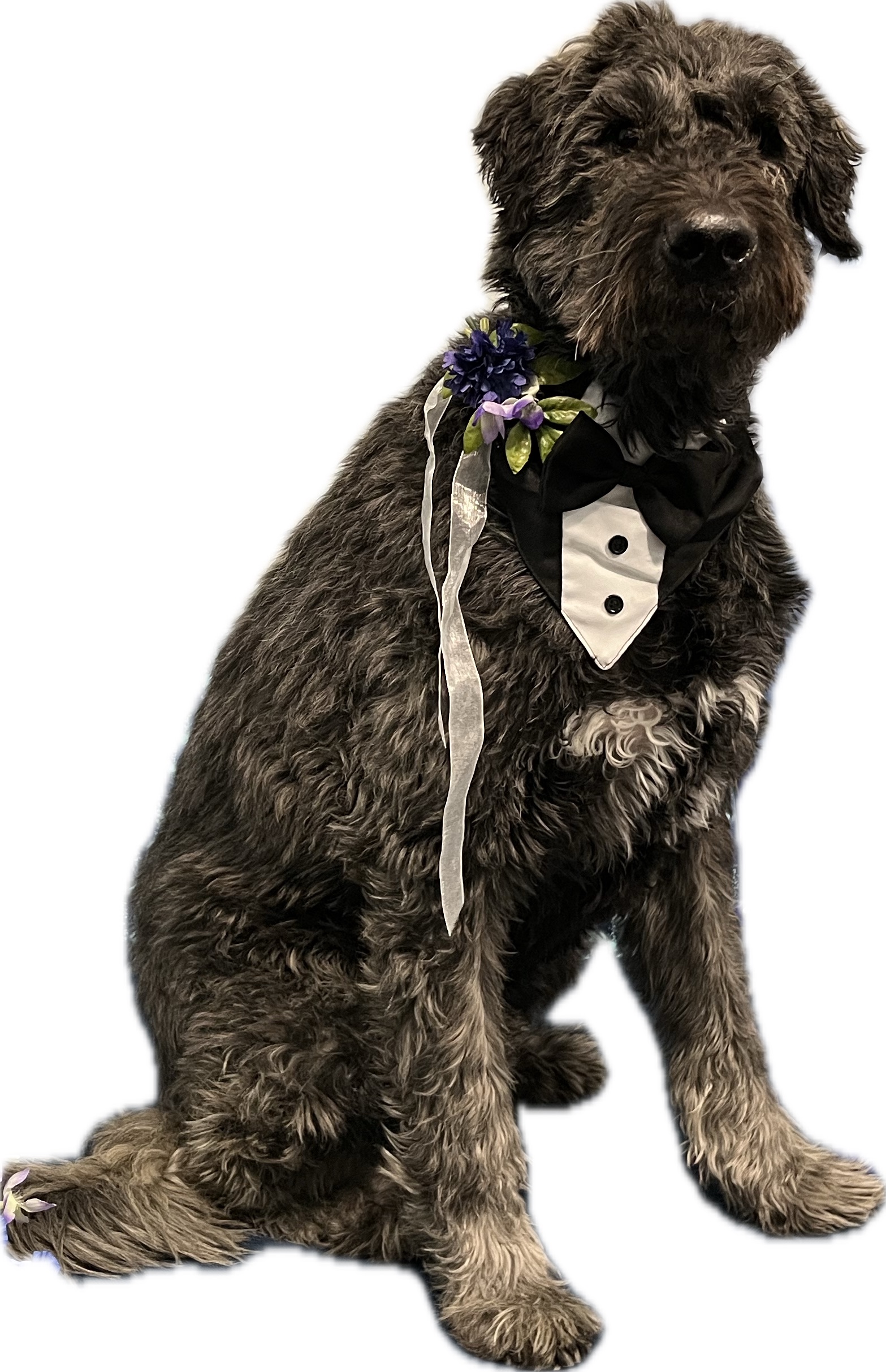 Subject 91 Dog Training Programs at the Dog Stop